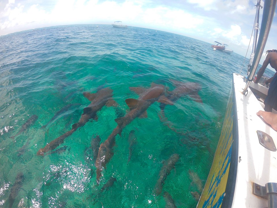 shark ray alley ambergris caye belize