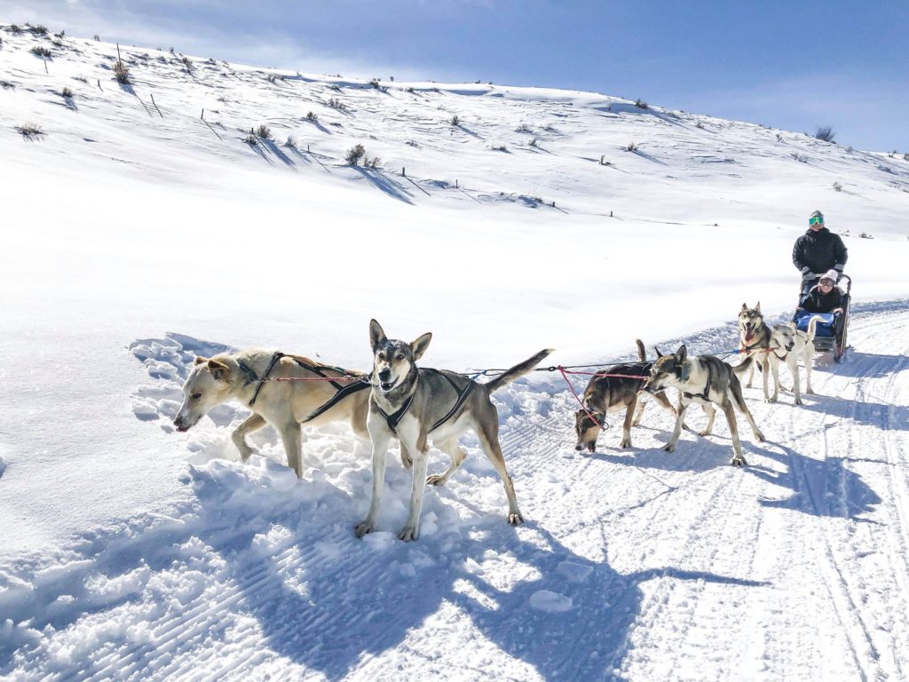 dog sledding steamboat springs grizzle-t dog & sled works