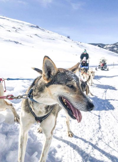 Dog Sledding in Steamboat Springs with Grizzle-T Dog & Sled Works