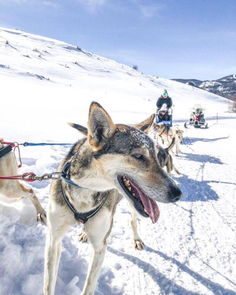 dog sledding steamboat springs grizzle-t dog & sled works