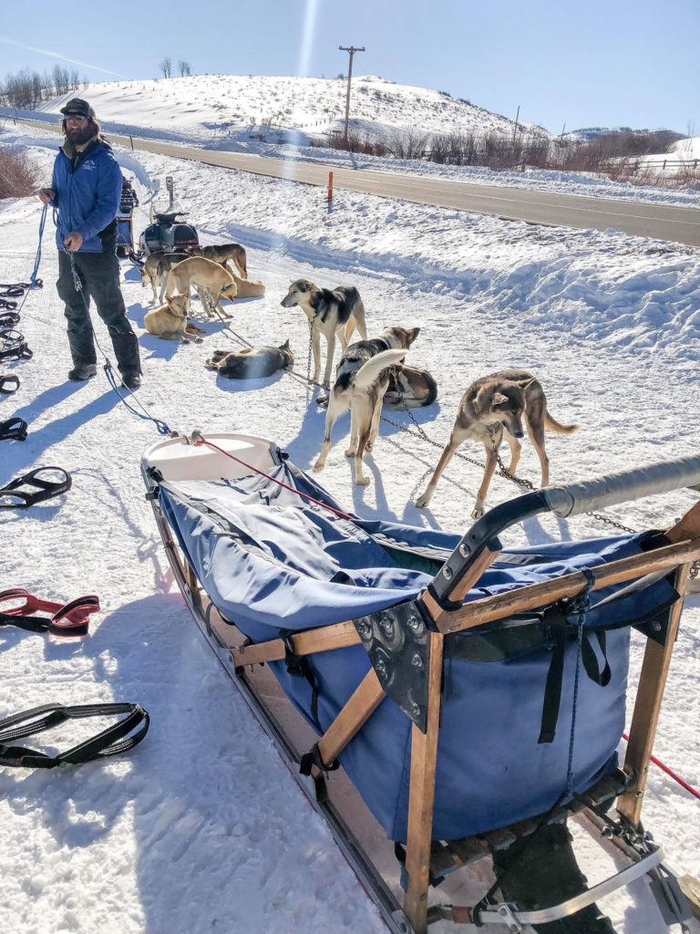 dog sledding steamboat springs grizzle-t dog & sled works