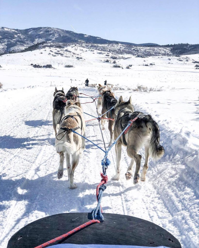 dog sledding steamboat springs grizzle-t dog & sled works