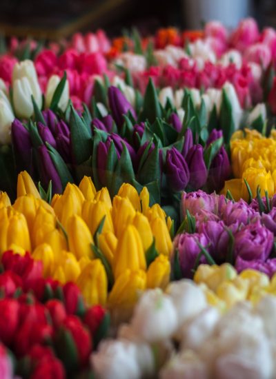 Things to Do in Chicago this May